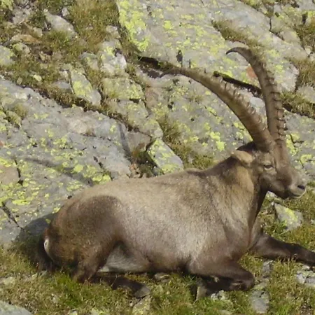 Appartement Alpenherz *