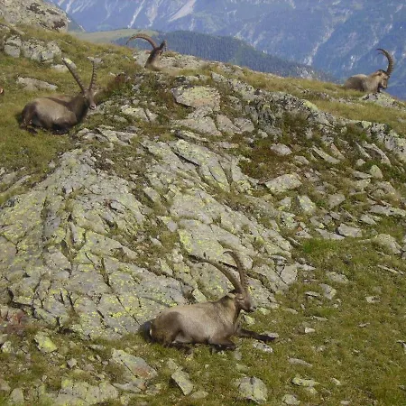 Alpenherz Санкт-Галленкирх